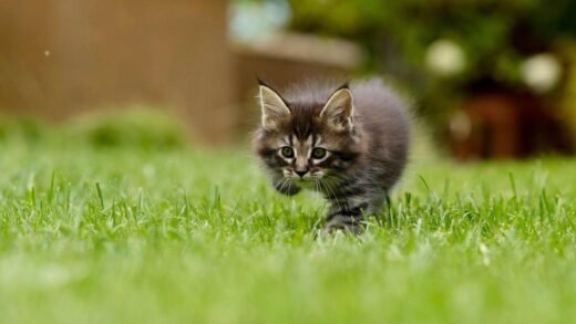 Katze spielt auf dem Rasen im Garten
