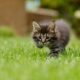 Katze spielt auf dem Rasen im Garten