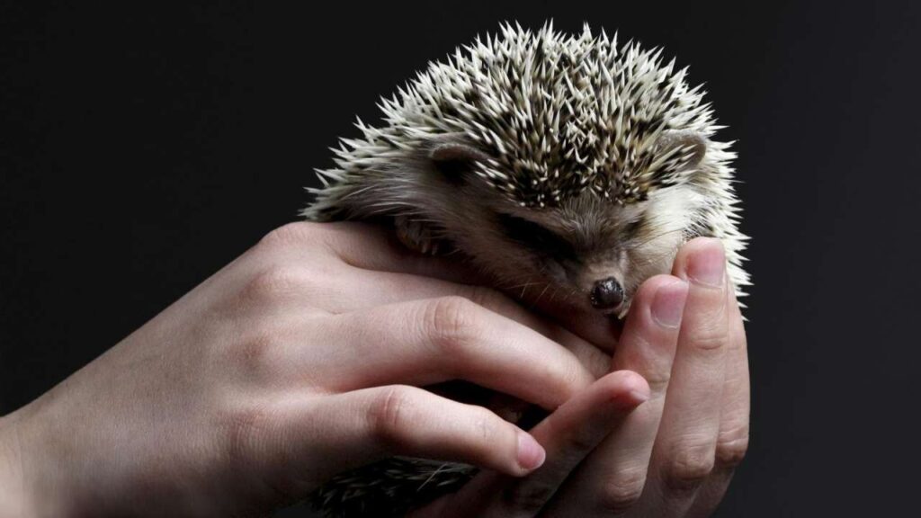 Igel und Mähroboter | Addis Techblog