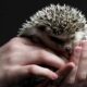 Igel und Mähroboter | Addis Techblog