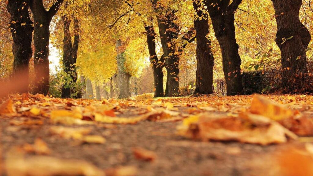 gefallenes Herbstlaub
