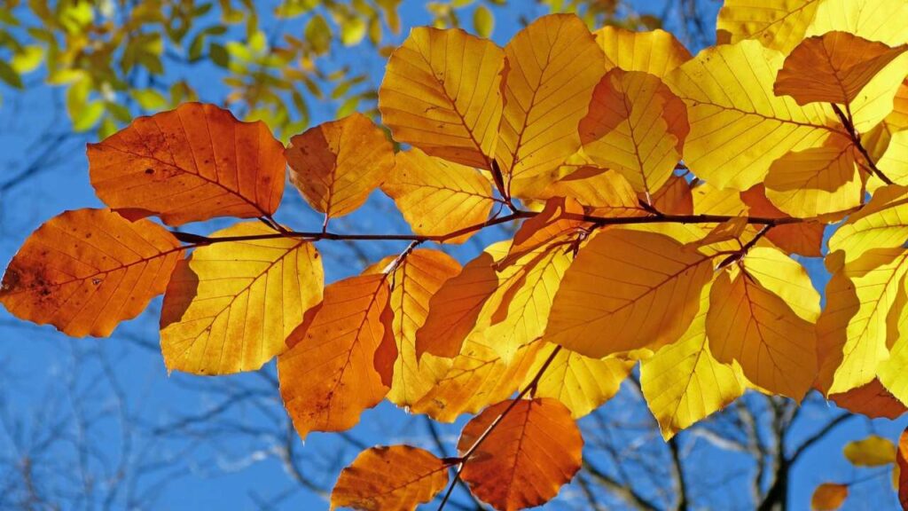 Herbstlaub
