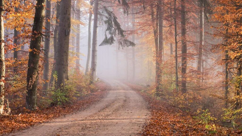 Diffuses Licht im Herbst