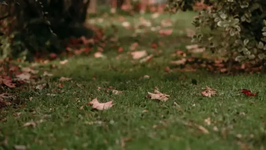 Herbst Laub im Garten für den Akku Laubbläser