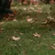 Herbst Laub im Garten für den Akku Laubbläser