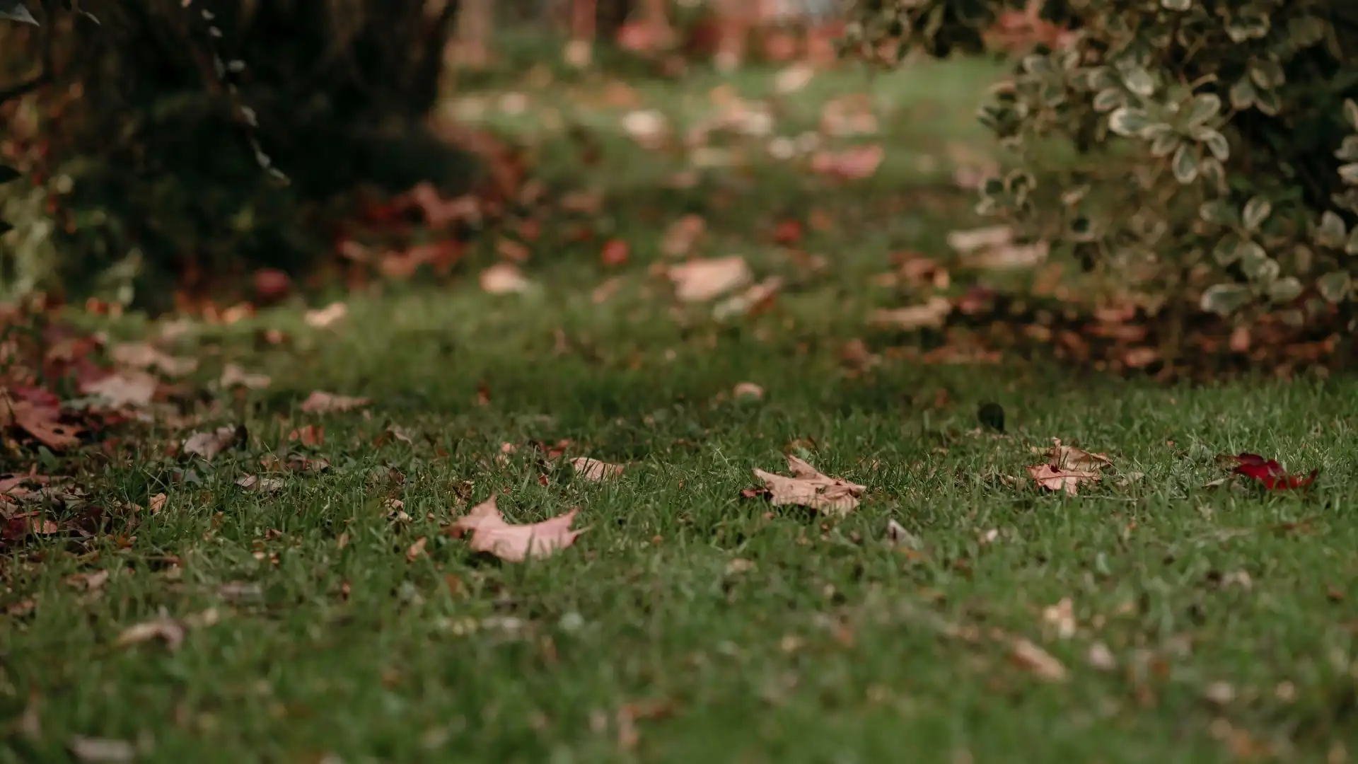 Herbst Laub im Garten für den Akku Laubbläser