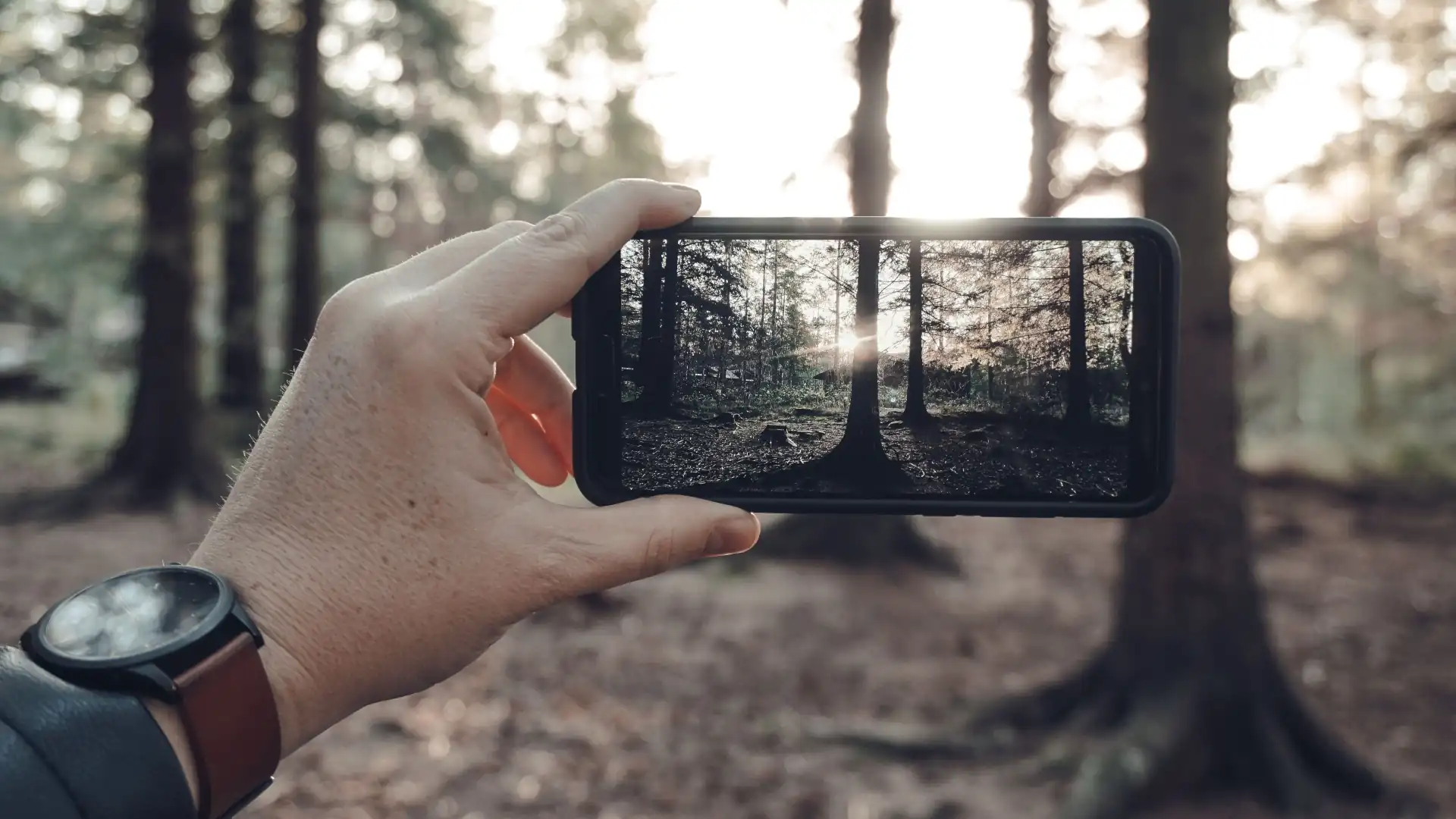 Hand hält ein Smartphone und fotografiert eine Waldszene im Morgenlicht